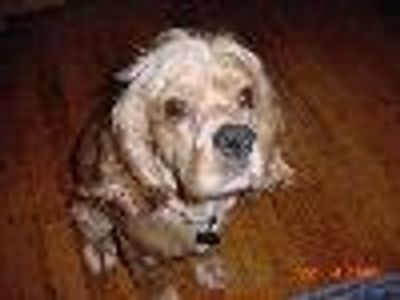 Oscar Jaffee Profile Photo